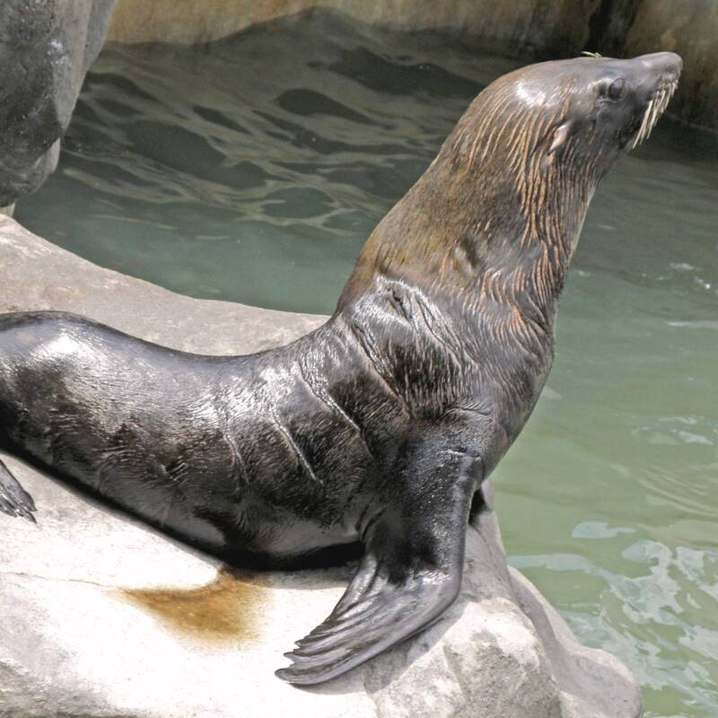 Lobo marino de dos pelos