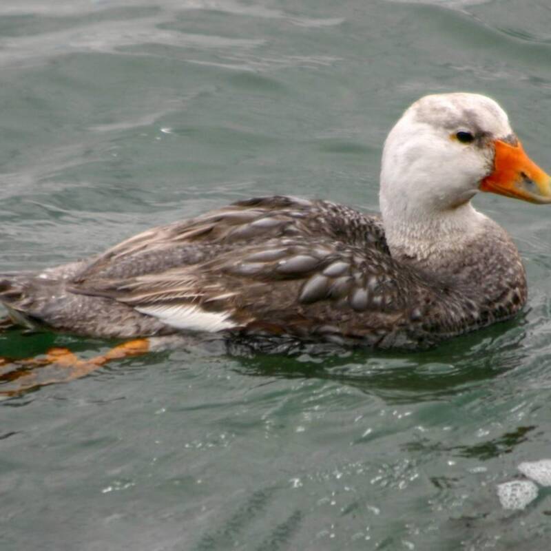 Pato vapor cabeza blanca