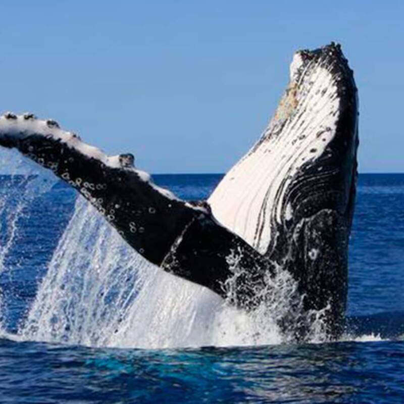 Ballena jorobada