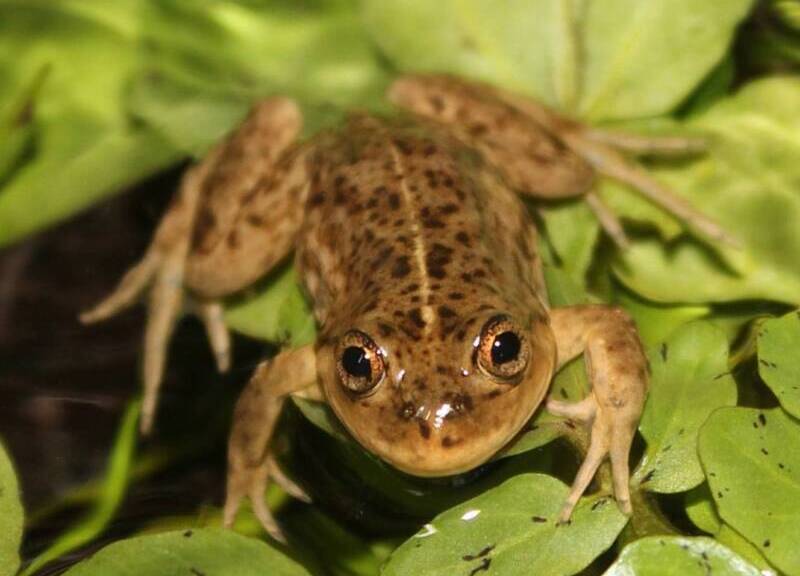 Un argentino recibió el "Oscar Verde" por recuperar una especie única en peligro